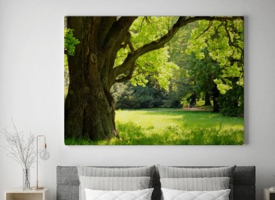 Obraz na płótnie Potężny dąb