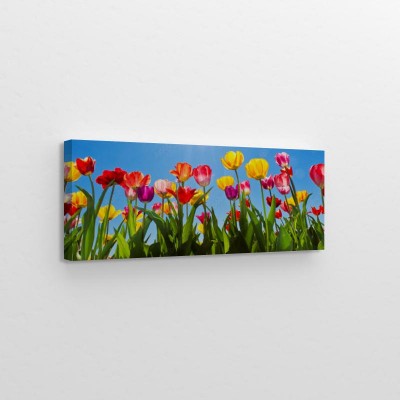 tulipany-na-wiosne