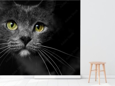Fototapeta Portret kota na czarnym tle