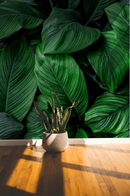 Fototapeta Tropikalny maksymalizm z ciemno zielonymi liśćmi