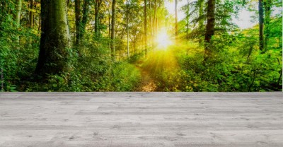 Fototapeta Wschód słońca w lesie