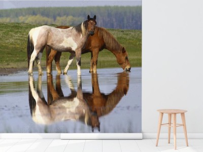 Fototapeta Dwa dzikie konie przy wodopoju