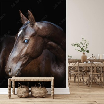 Fototapeta Koń Achal-Teke