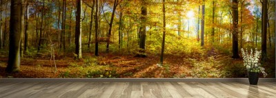 Fototapeta Panorama lasu