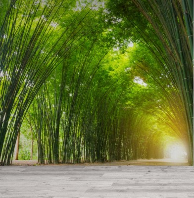 Fototapeta Tunelowy bambusowy drzewo z światłem słonecznym 