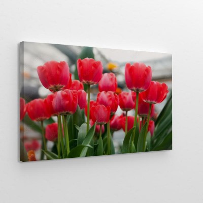 kwitnace-czerwone-tulipany