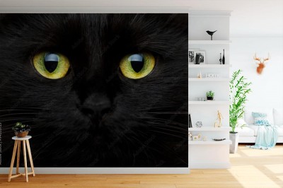 Fototapeta Uroczy pyszczek czarnego kota
