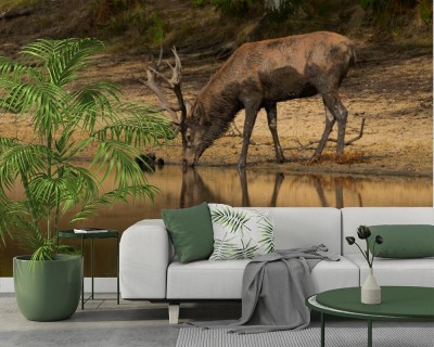 Fototapeta Jeleń przy wodopoju