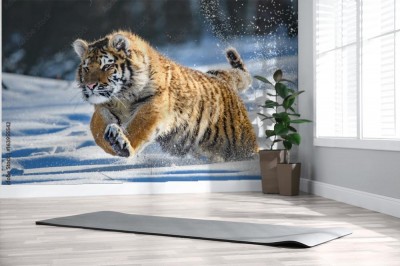 tygrys-syberyjski-w-sniegu