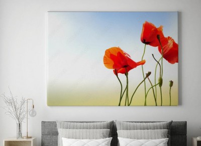 Obraz na płótnie Maki polne