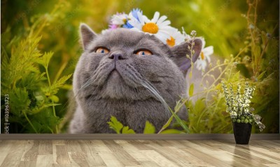 Fototapeta Kot rasy brytyjskiej