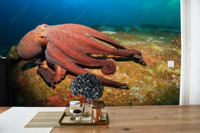 Fototapeta Ośmiornica