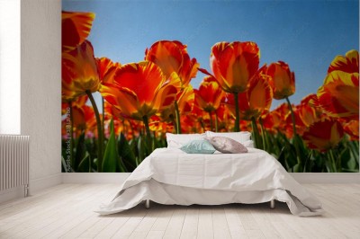 Fototapeta Pole tulipanów w Holandii