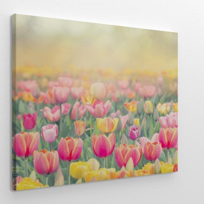 kolorowe-pola-tulipanow-w-akwareli
