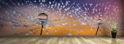 Fototapeta 2 mlecze z bliska z kroplami rosy