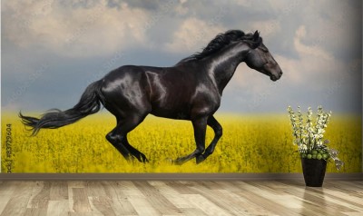 Fototapeta Czarny koń biega na łące z żółtymi kwiatami