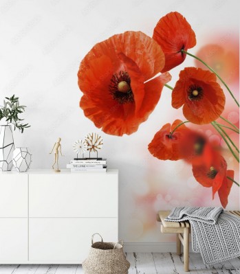 Fototapeta Czerwone maki polne na białym tle