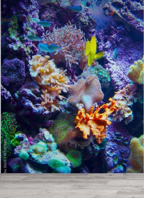 Fototapeta Rafa koralowa