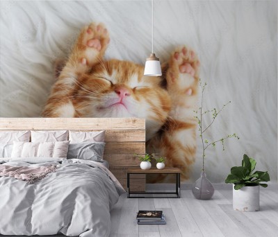 Fototapeta Kot śpioszek