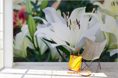 Fototapeta Kwiaty lilii