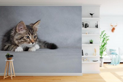 Fototapeta Portret leżącego kota