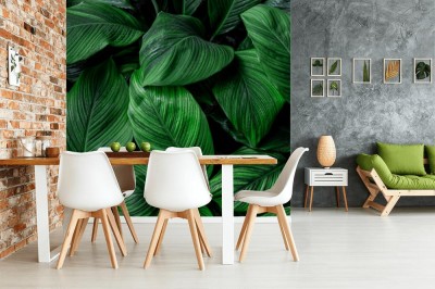 Fototapeta Tropikalny maksymalizm z ciemno zielonymi liśćmi