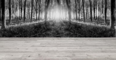 Fototapeta Czarno-biały panoramiczny obraz wschodu słońca wśród drzew