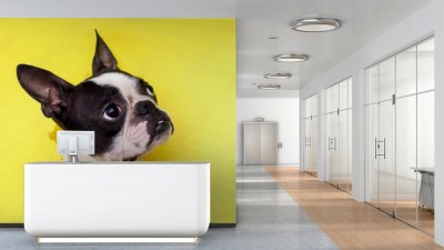 Fototapeta Pies rasy Boston Terrier