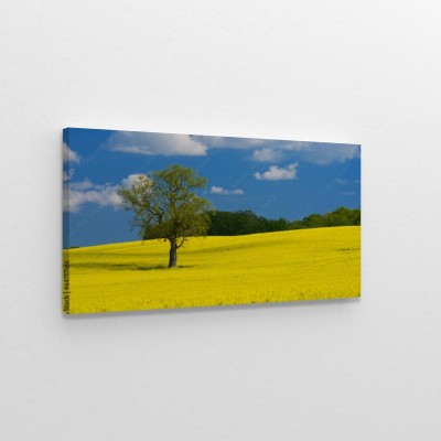 Obraz na płótnie Drzewo na polu rzepaku w lecie