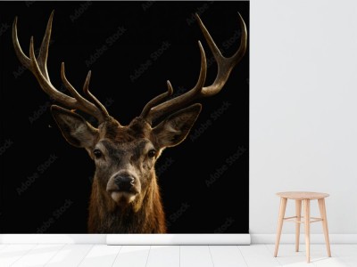 Fototapeta Portret Jelenia na czarnym tle