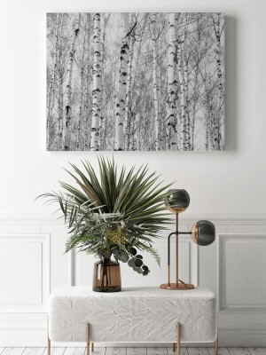 Obraz na płótnie Czarno-białe Brzozy w brzozowym gaju