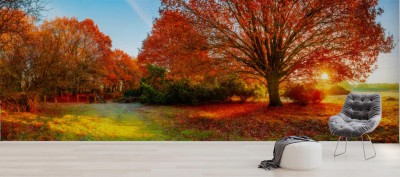 Fototapeta Jesienny krajobraz z dużym dębem