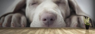 Fototapeta Mały śpiący szczeniaczek