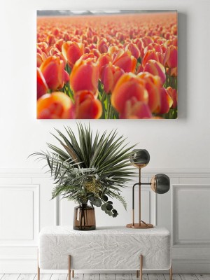 Obraz na płótnie Pole pomarańczowych tulipanów w Holandii