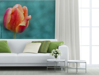 Fototapeta Pomarańczowy tulipan w czerwone paski