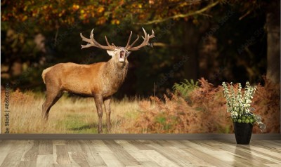 Fototapeta Ryczący byk jelenia