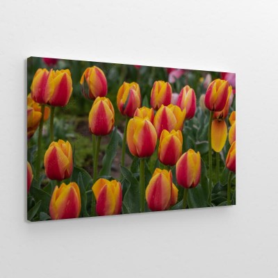 obraz-wiosny-kwiat-tulipana