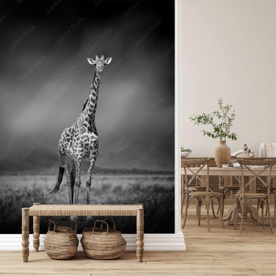 Fototapeta Czarno-biały obraz żyrafy