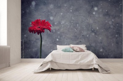 Fototapeta Czerwony kwiat gerbera