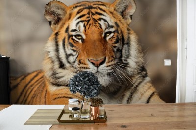 Fototapeta Znudzony Tygrys