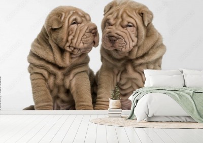 dwa-szczeniaki-shar-pei-na-bialym-tle