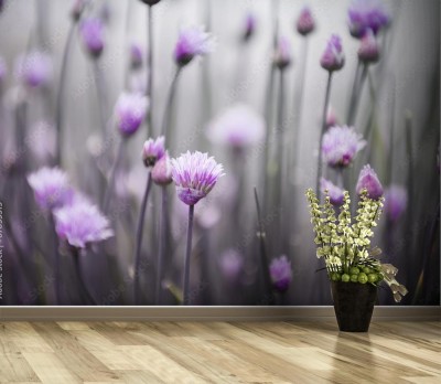 Fototapeta Kwitnący szczypiorek