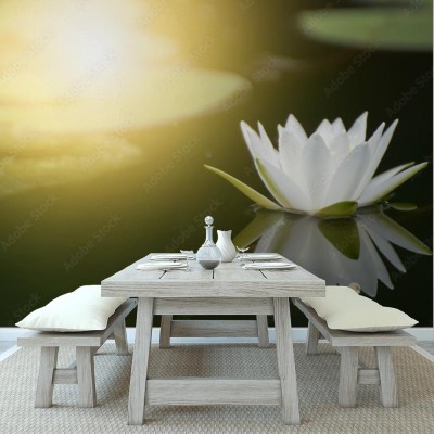 Fototapeta Piękny lotosowy kwiat w stawie