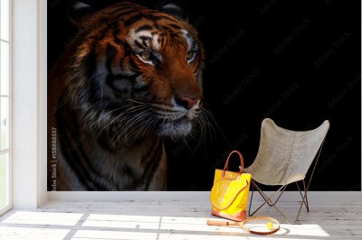 Fototapeta Tygrys w czerni