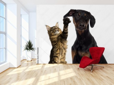Fototapeta Zabawa kota z psem