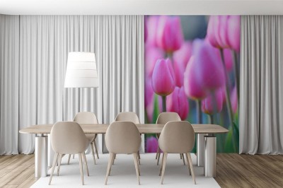 Fototapeta Różowe tulipany w ogrodzie