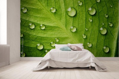 Fototapeta Zielony liść z kroplami wody