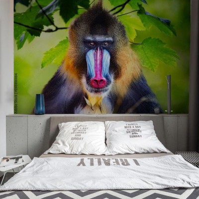 Fototapeta Portret mandryla