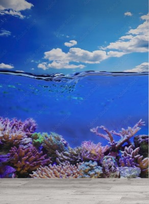 Fototapeta Podwodne życie w tropikalnym morzu