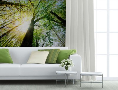 Fototapeta Promienie słoneczne świecą przez wierzchołki drzew w lesie